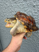 Hypomelanistic Common Snapping Turtle 2024
