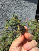 HI YELLOW Florida Box Turtle
