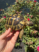 Eastern Hermann's Tortoise Adult Female