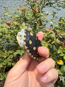Ornate Diamondback Terrapin Female