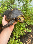 Red Foot Tortoise Adult Male