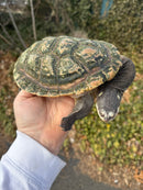Parker's Snake Neck Turtle Adult Female