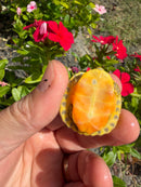 Albino T+ Florida Red Bellied Turtle 2026