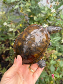 Franco-Italian Pond Turtle Adult Male