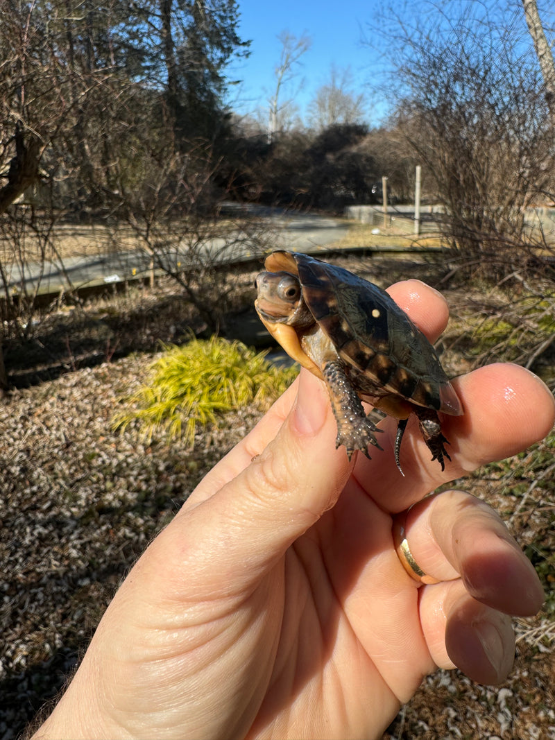 Spotted Turtle 2023 Female