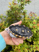 Ornate Diamondback Terrapin Female