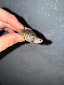 Hi White Concentric Diamondback Terrapin 2024