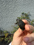 West Coast Pond Turtle Baby
