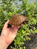 Flat Shell Turtle Juvenile Female 2025