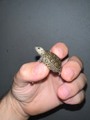 Concentric Diamondback Terrapin 2023 (Malaclemys terrapin)