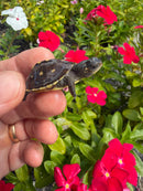 Hi Color Yellow Baby Eastern Box Turtle