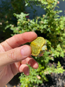 Mitch Clown Red Eared Slider Turtle