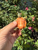 Flame Pastel Clown Northern Red Bellied Turtle