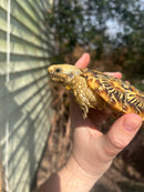 HI White Pancake Tortoise Adult Female