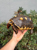 Red Foot Tortoise Adult Female