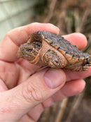 Hypomelanistic Common Snapping Turtle (Nip Tail)  (Chelydra serpentina)