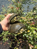 Sicilian Pond Turtle Adult Pair