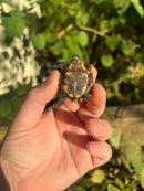 Keeled Box Turtle Baby