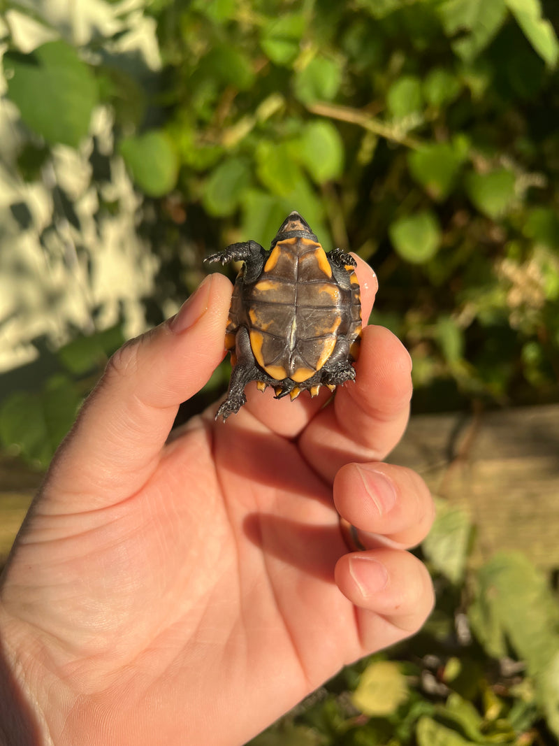 Keeled Box Turtle Baby