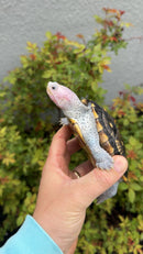 Ornate Diamondback Terrapin Female