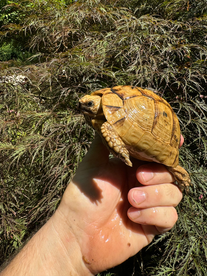 Syrian Golden Greek Tortoise Pair