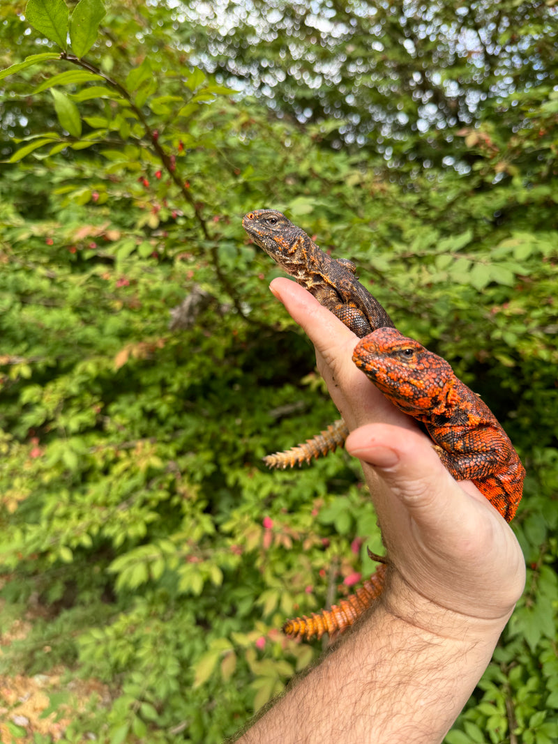 Super Red Niger Uromastyx Adult Pair