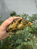 Eastern Hermann's Tortoise Adult Female