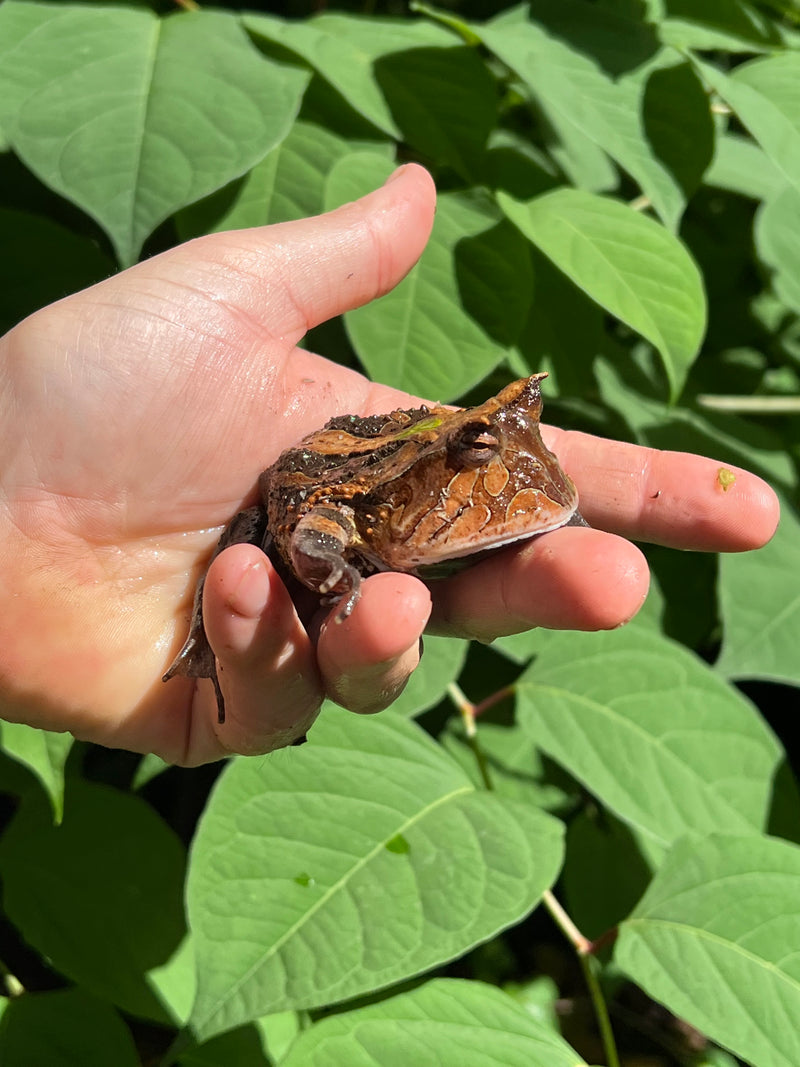 Brazilian Horned Frog Adult Pair