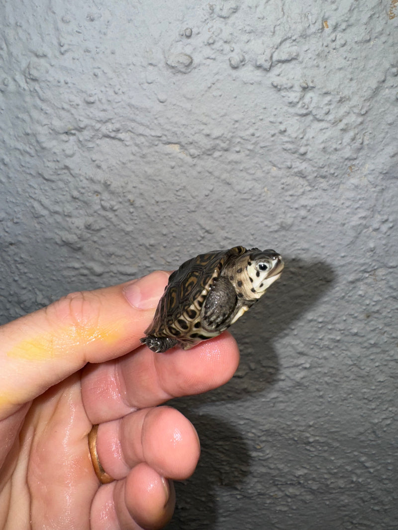 Hi White Concentric Diamondback Terrapin 2024