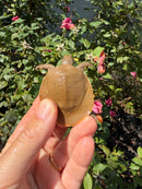Nile Softshell Baby USA CB