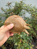 Smooth Softshell Turtle Adult Male