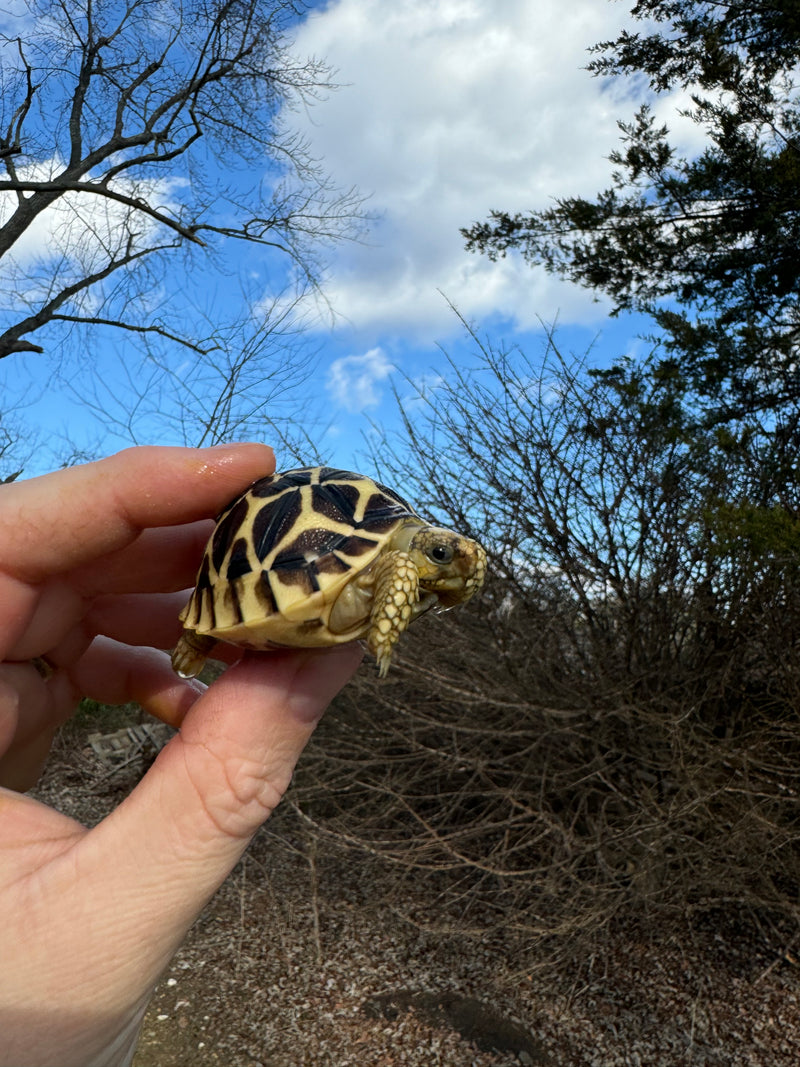 Sri Lankan Star Tortoise 2024