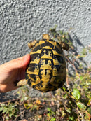 Eastern Hermann's Tortoise Adult Male