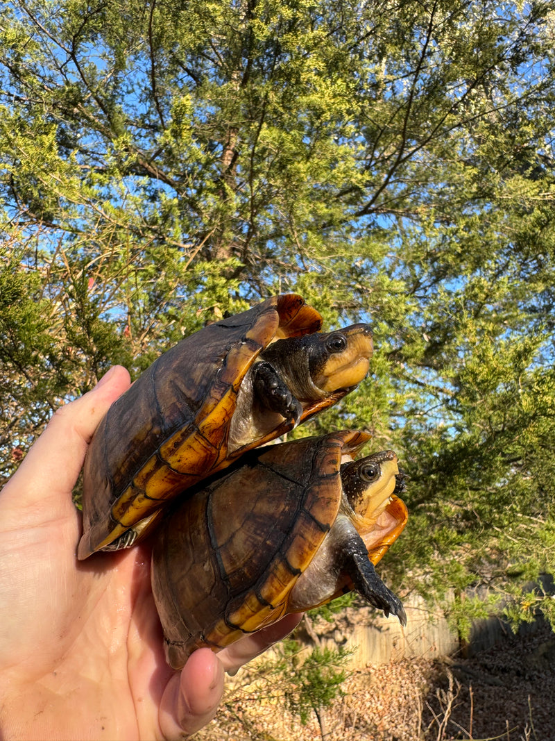 White Lipped Mud Turtle Adult Pair