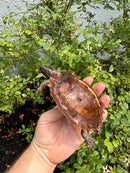 Spiny Hill Turtle CB 2025