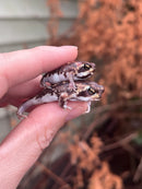Mozambique Rain Frogs (Breviceps adspersus)