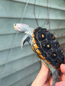 Ornate Diamondback Terrapin Female