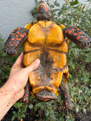Red Foot Tortoise Adult Male