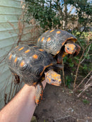Barbados Red Foot Tortoise Adult Pair (Chelonoidis carbonaria)