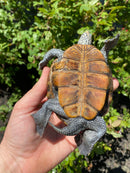 Adult Northern Diamondback Terrapin Male