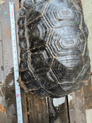 Burmese Black Mountain Tortoise Female