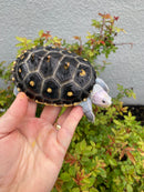 Ornate Diamondback Terrapin Female