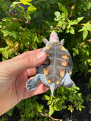 Ornate Diamondback Terrapin Female