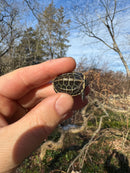 Pastel Reeves Turtle Baby 2025