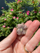 Albino Florida Snapping Turtle 2026