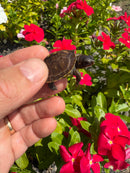 Hi Color Yellow Baby Eastern Box Turtle