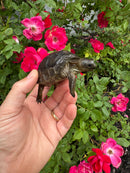 Aldabra Tortoise USA CB 2026