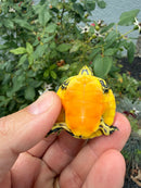 Supernova Golden Flame Florida Red Bellied Turtle