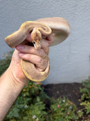 Banana Ball Python Mixed Morph Female