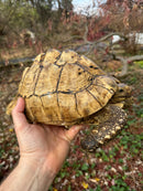 Leopard Tortoise Adult Male